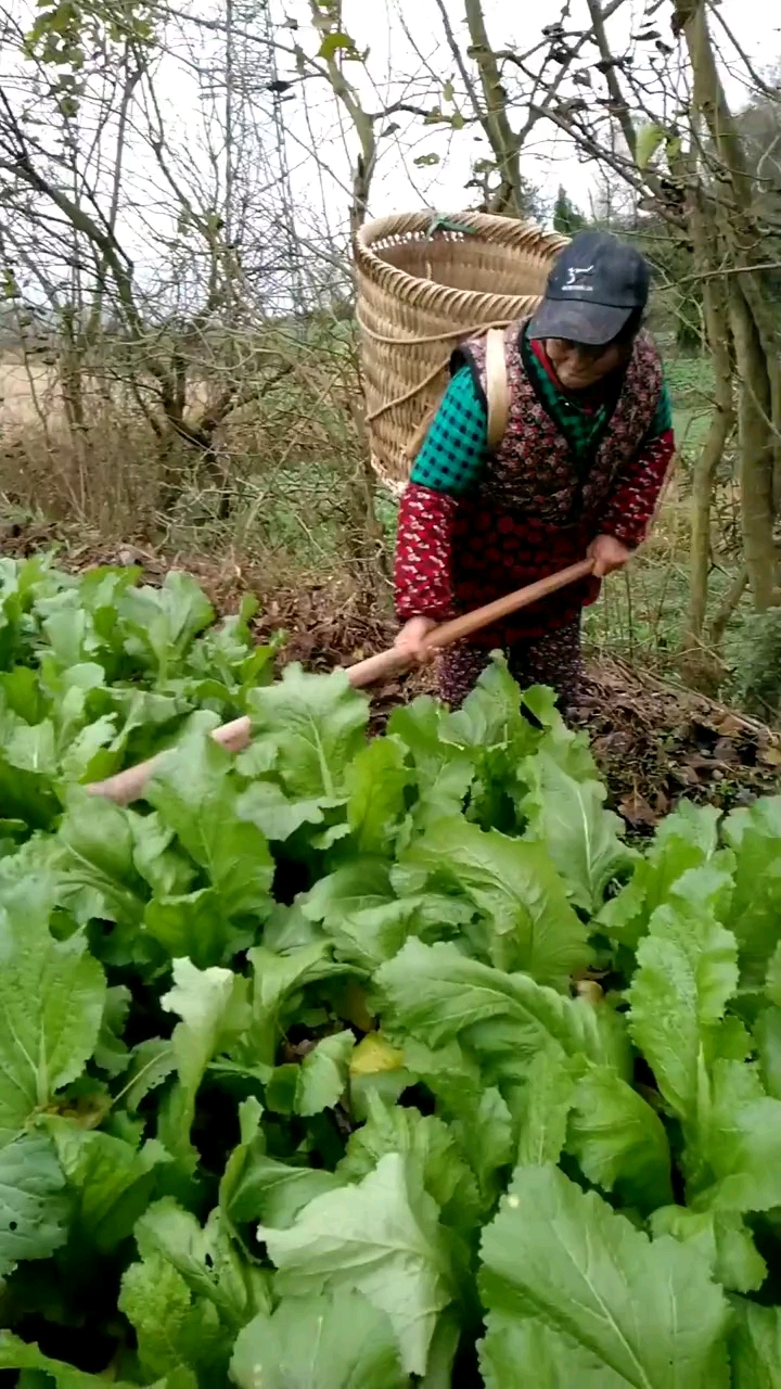 以前和老公在工地干活挣得多,现在回家种菜挣得少,为了带孙子值得陌生