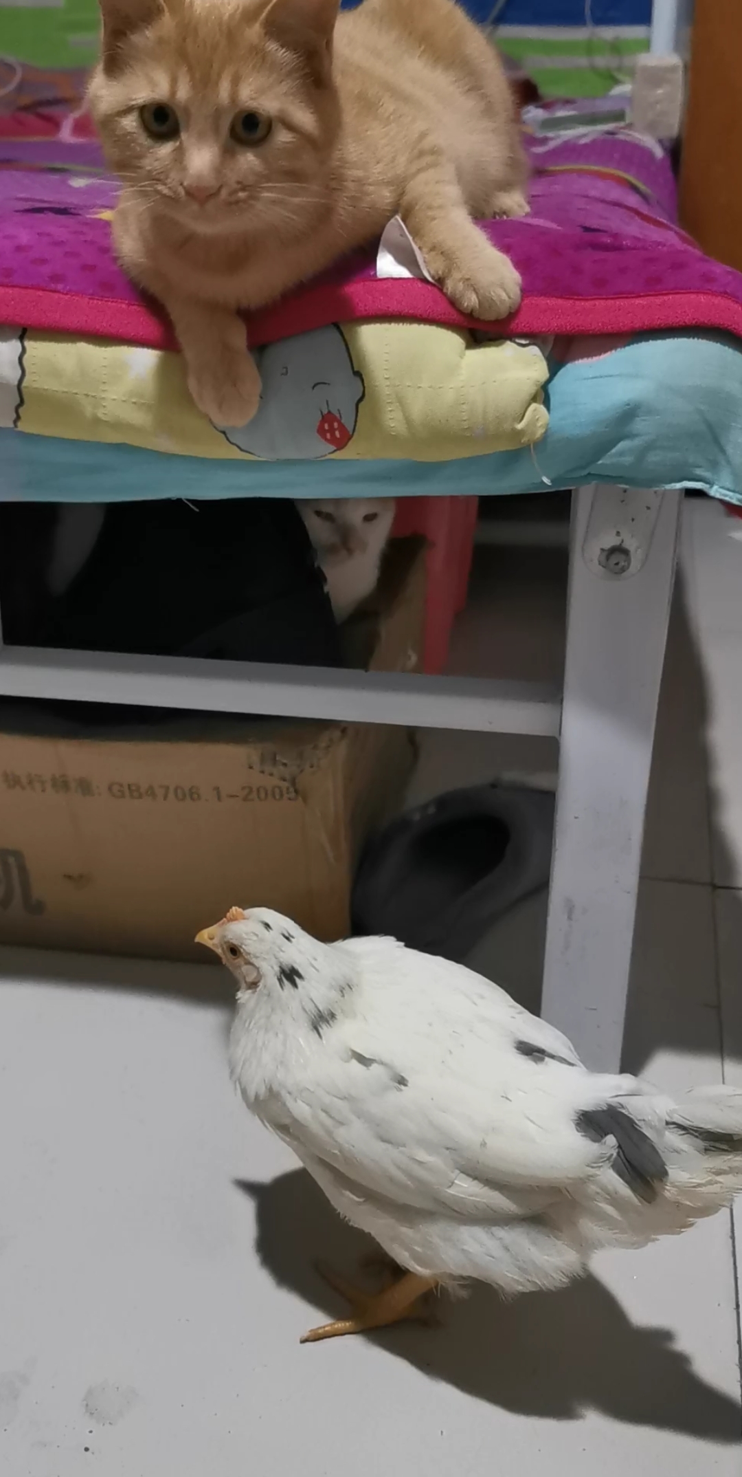赵孟楷书#猫妹趴在小母鸡的上方是有目的的,想趁小母鸡不注意扒拉它