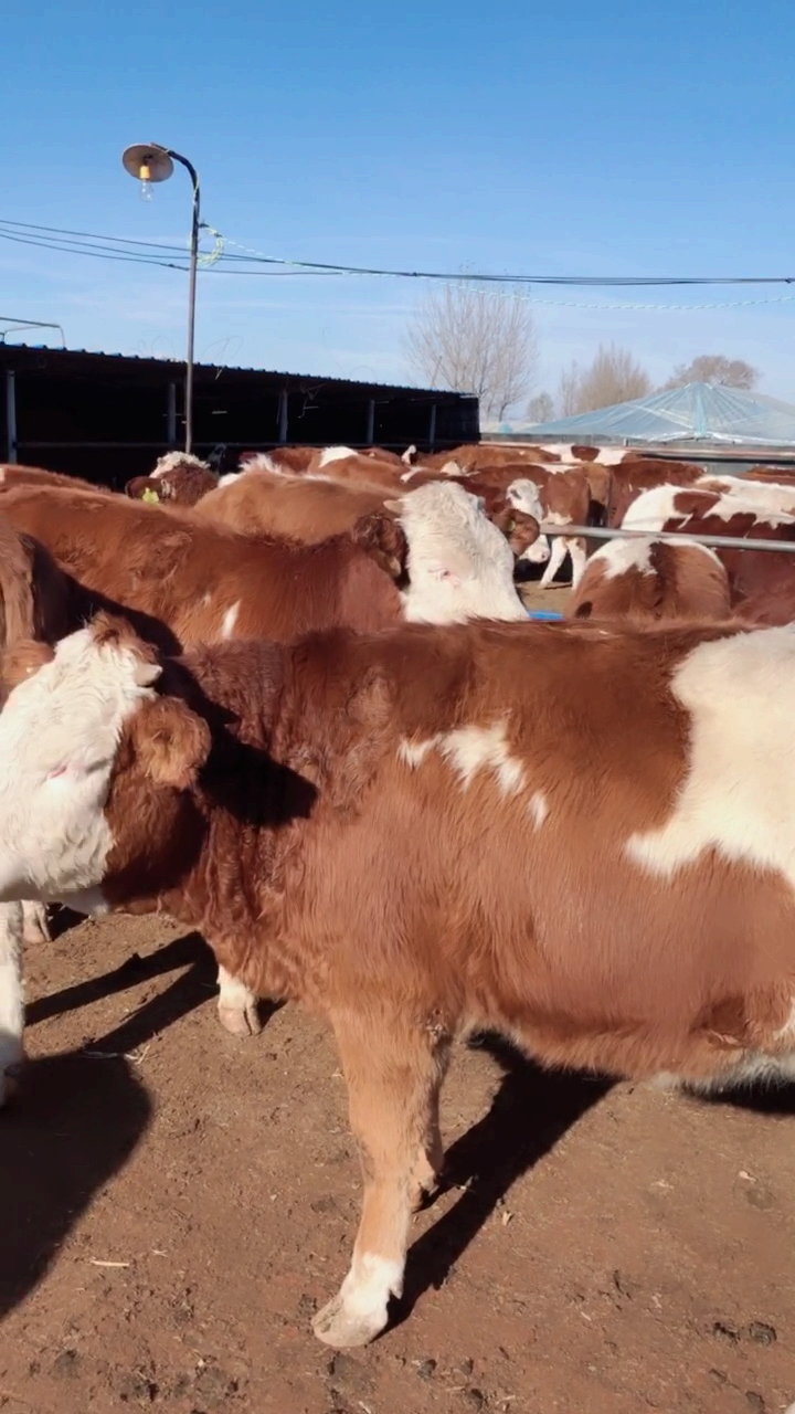 西门塔尔小母牛