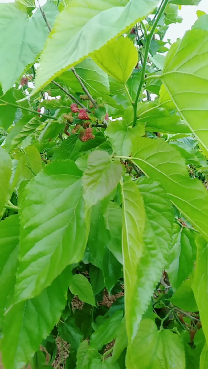 又是一年釆摘季,桑堪成熟的季节我等你来