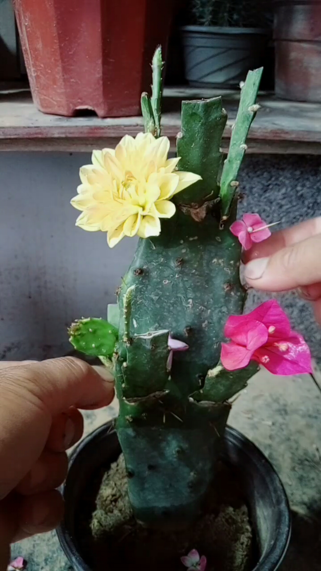 劳动最光荣#嫁接令箭荷花技巧一般人我不教他