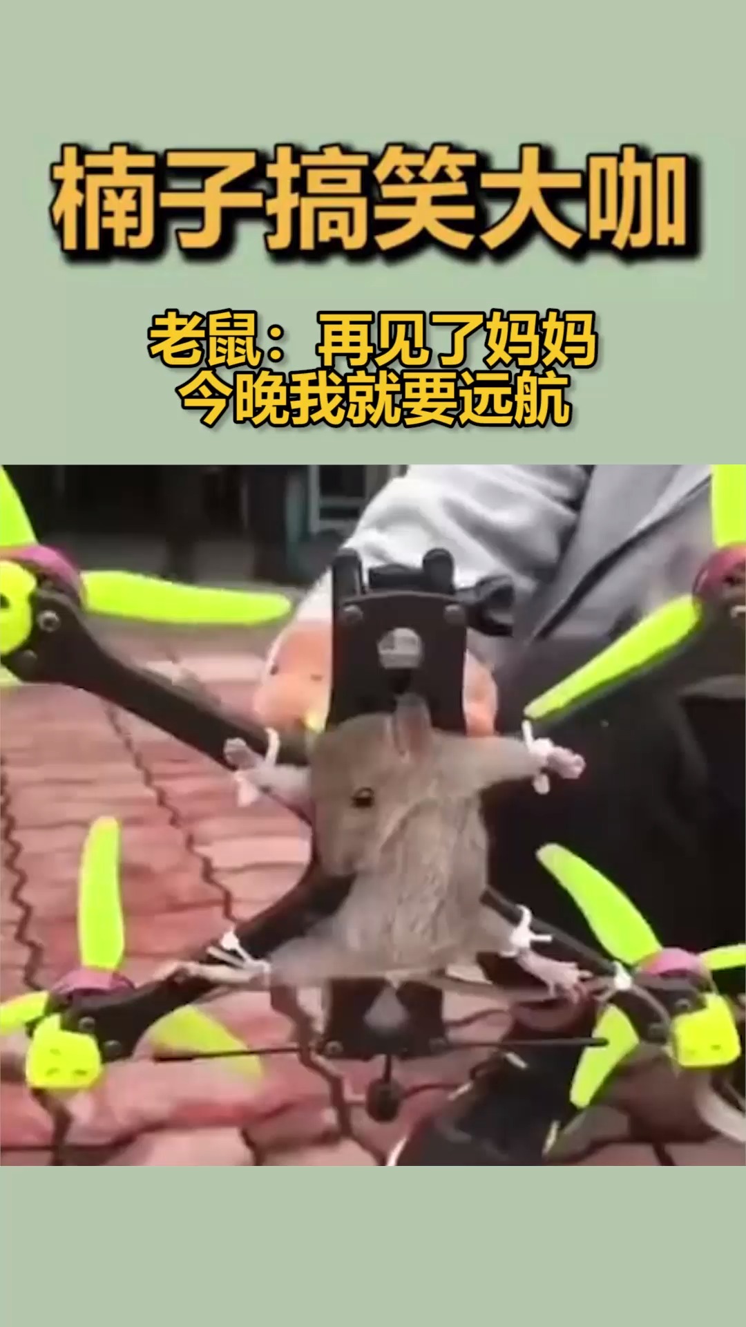 我要上热门#老鼠:再见了妈妈,今晚我就要远航