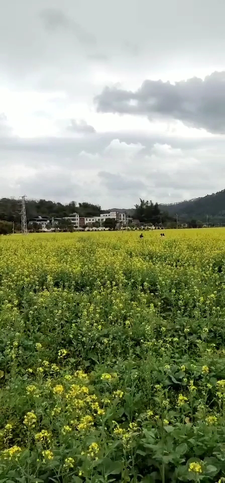 梅州有好大片油菜花