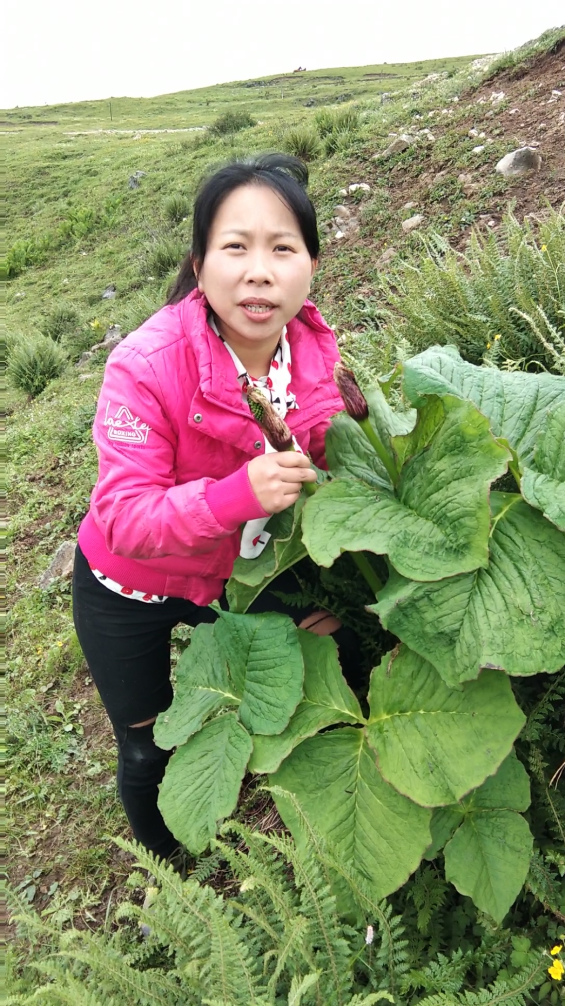 这个东西叫蛇包谷是药材也有毒性-度小视