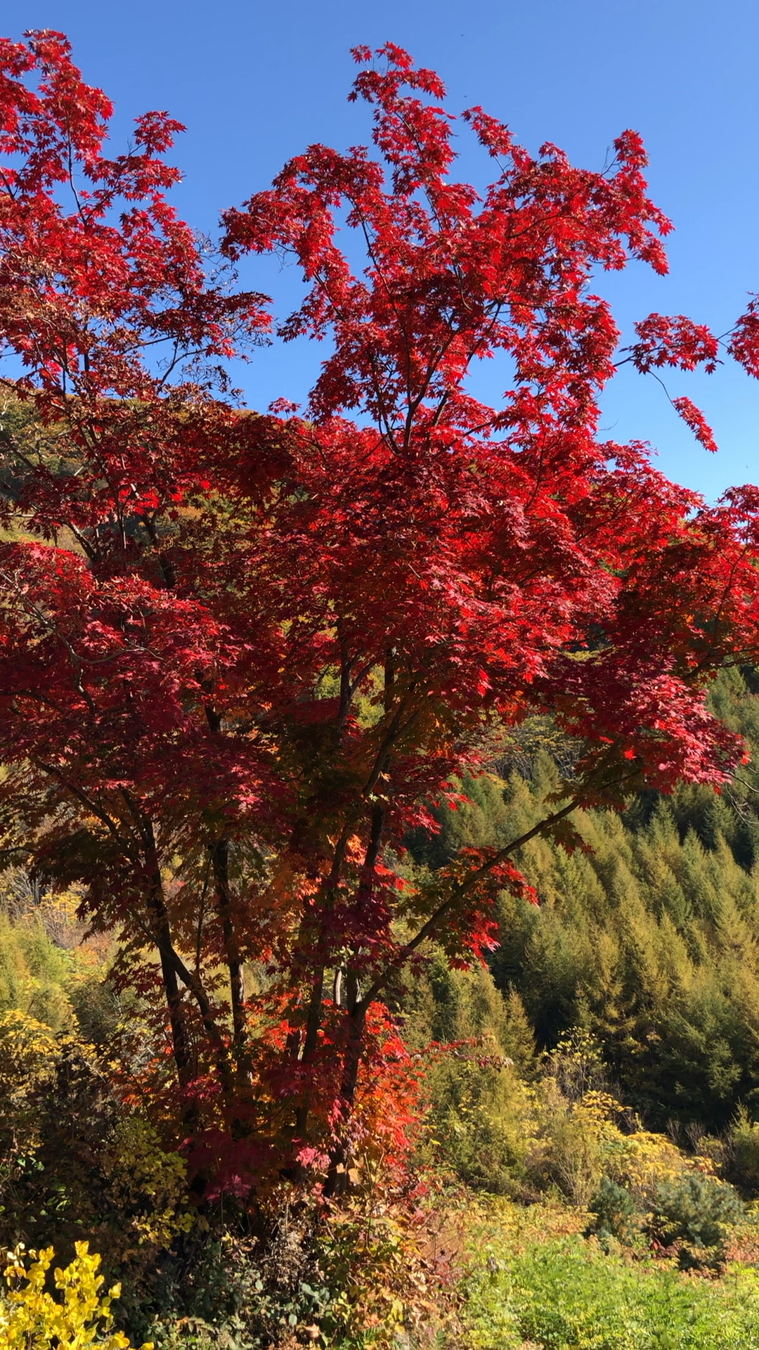 桓仁和兴苗木专业合作社,2019出售刺槐苗五角枫九角枫15174029999