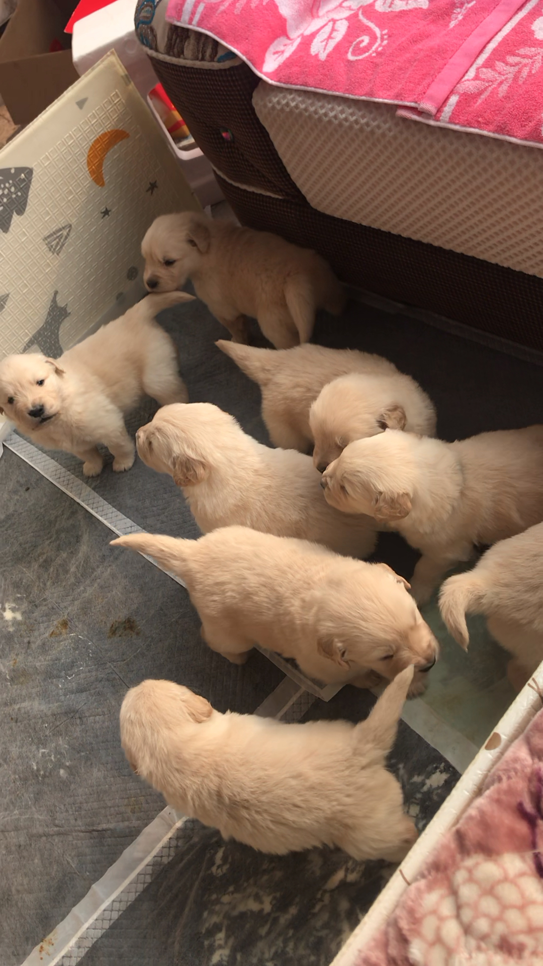 #我家萌宠成精了#带狗娃儿晒太阳～