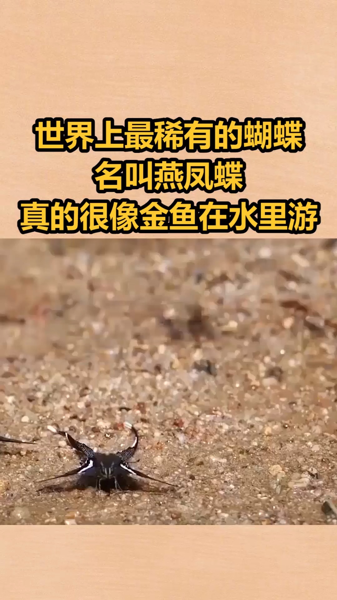 我要上热门世界上最稀有的蝴蝶名叫燕凤蝶真的很像金鱼在水里游