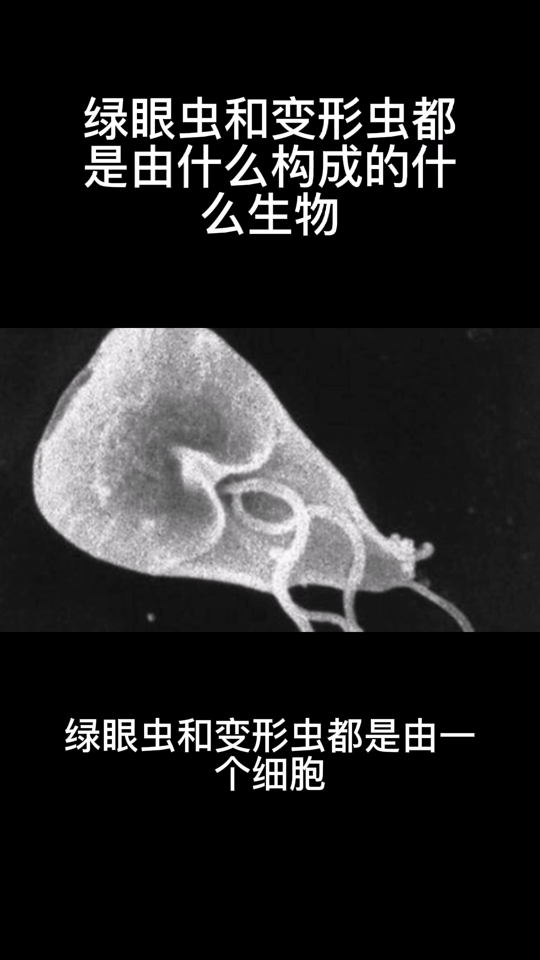 綠眼蟲和變形蟲都是由什麼構成的什麼生物