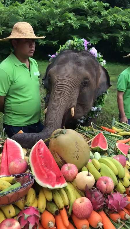 世界大象日,水果堆着吃,好嗨森