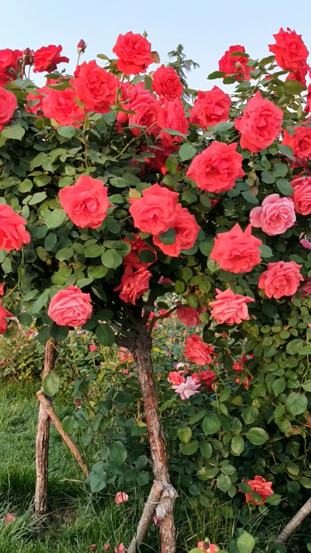 漂亮的月季花树
