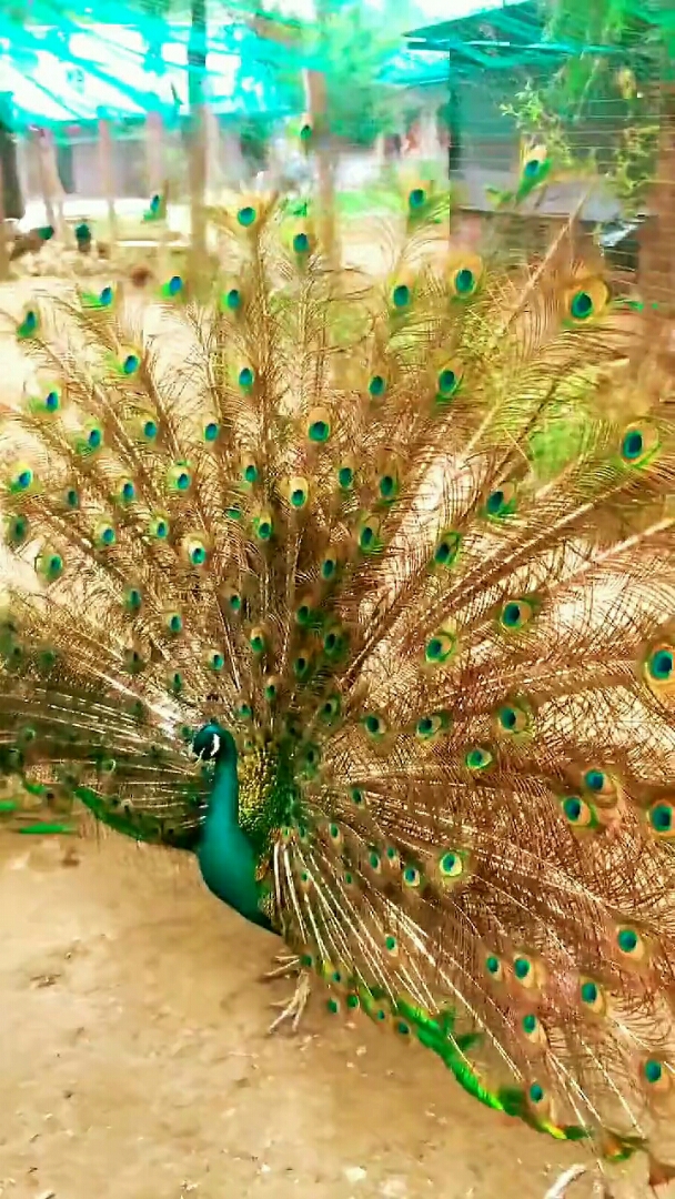 听说看见金孔雀开屏的都发财了,给小弟免费双击一下,谢谢