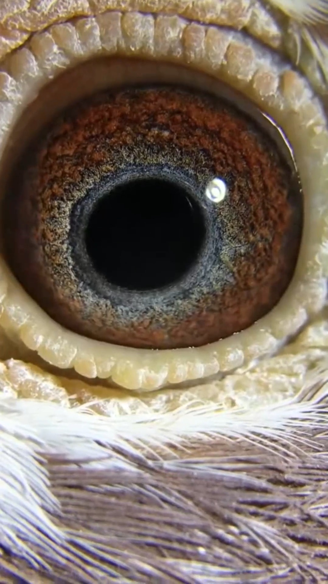 娱乐#高级紫罗兰鸽眼,血统慕利门火凤凰