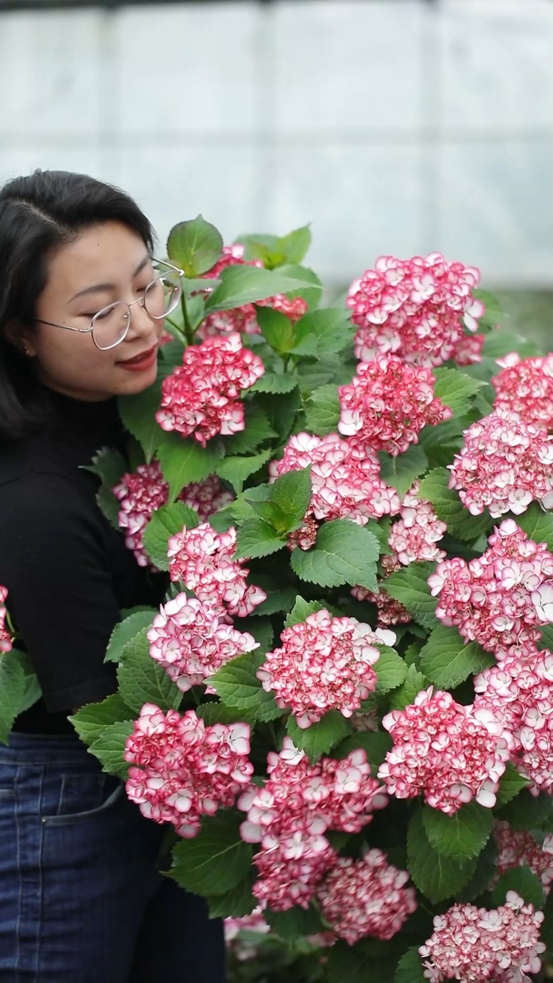 有寻植物#自带唇线边的绣球美佳子,枝条纤细亭亭玉立恰是其名,初开