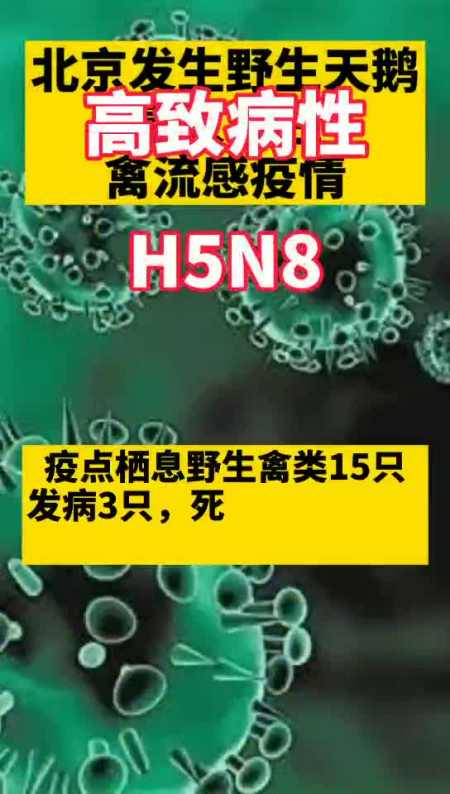 2月1日,北京圆明园遗址公园发生野生天鹅h5n8亚型高致病性禽流感疫情.