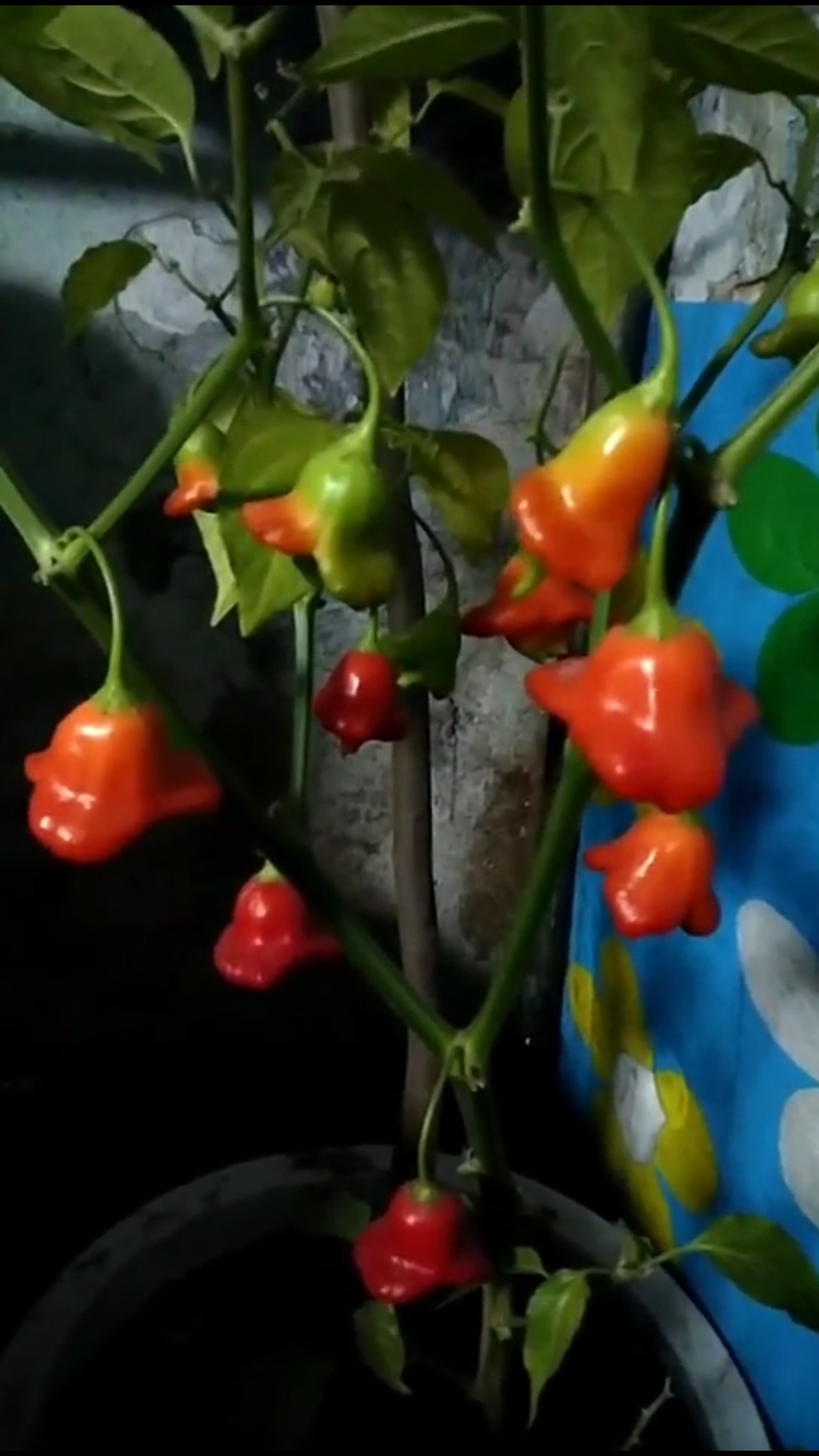 我的小花园#我的小盆栽,灯笼椒