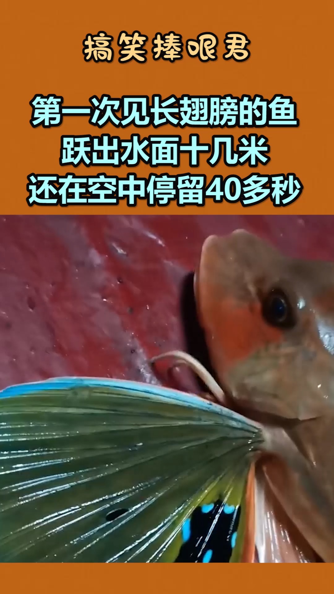 我要上热门第一次见长翅膀的鱼跃出水面十几米还在空中停留40多秒