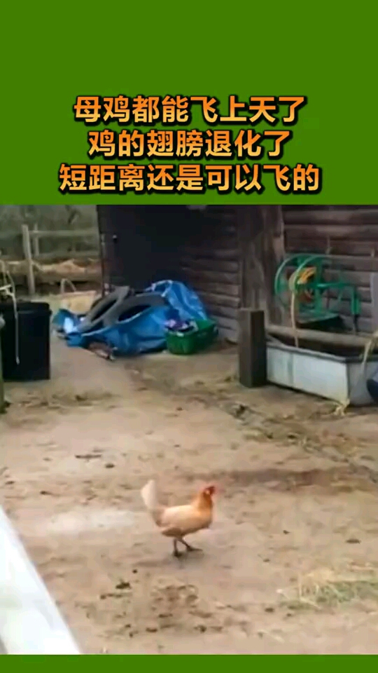 母鸡都能飞上天了鸡的翅膀退化了短距离还是可以飞的