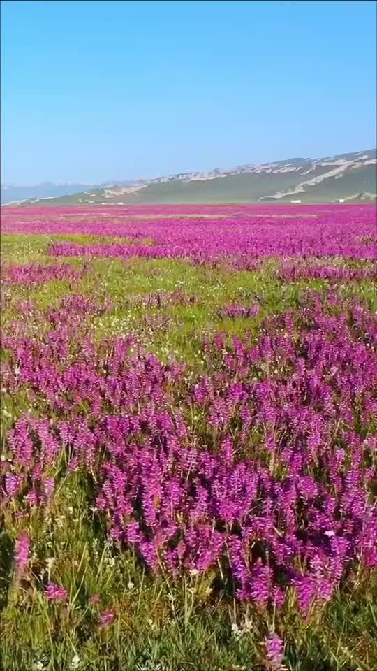 美丽新中国新疆巴音布鲁克的花海