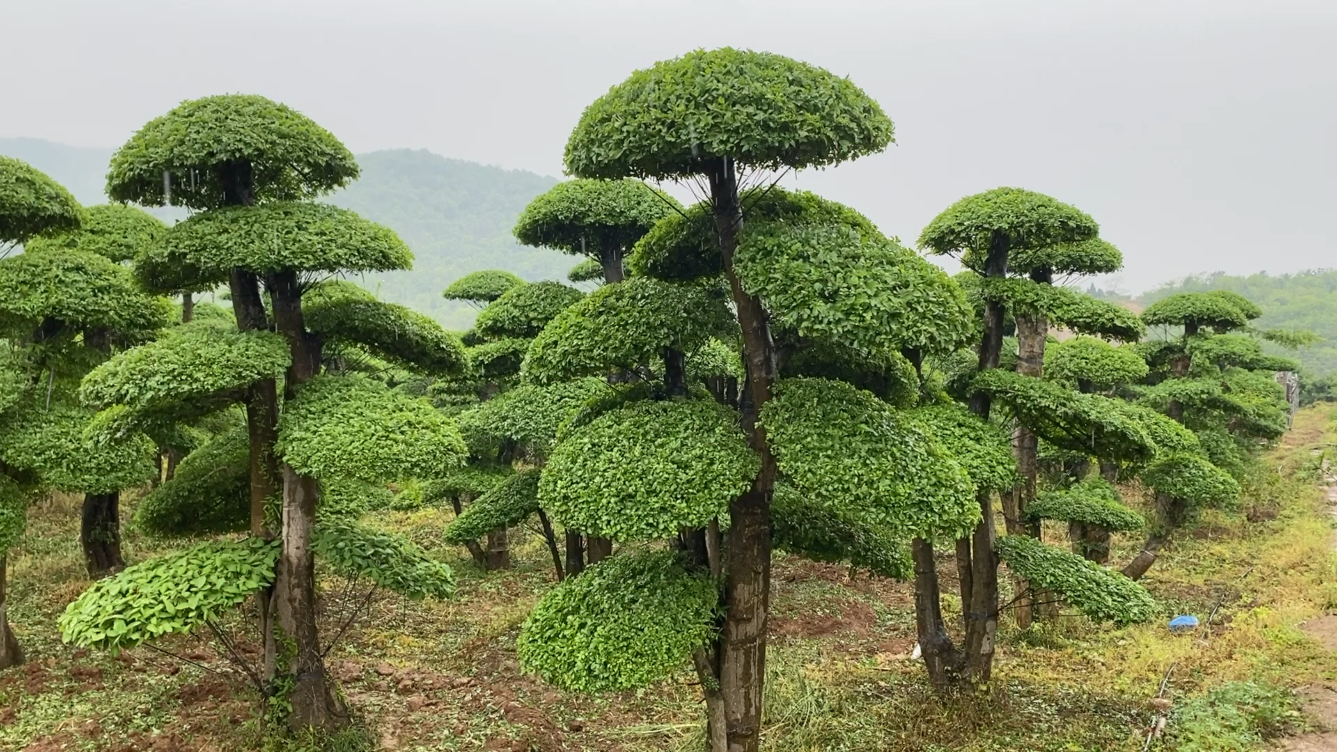 对节白蜡造型树雨天丰采