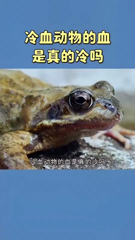 冷血动物的血真的是冷的吗?
