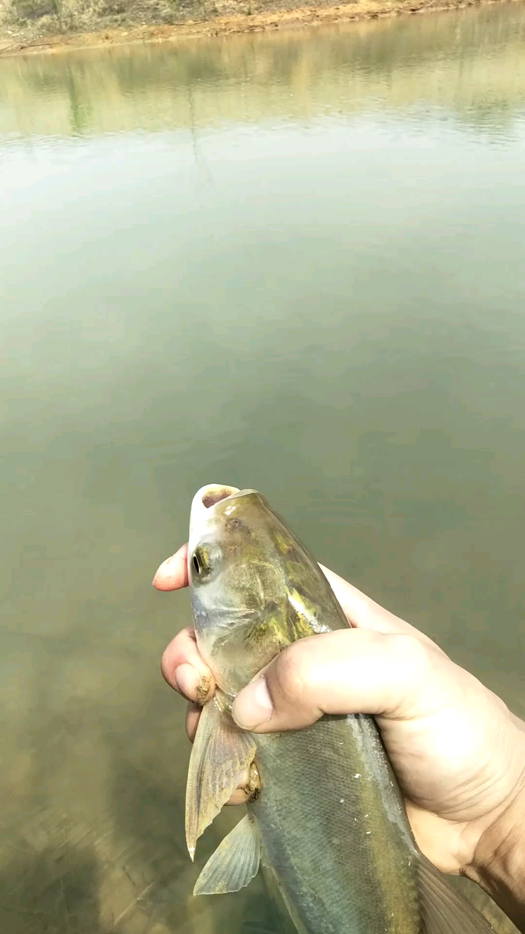 钓到的小白鲢放生