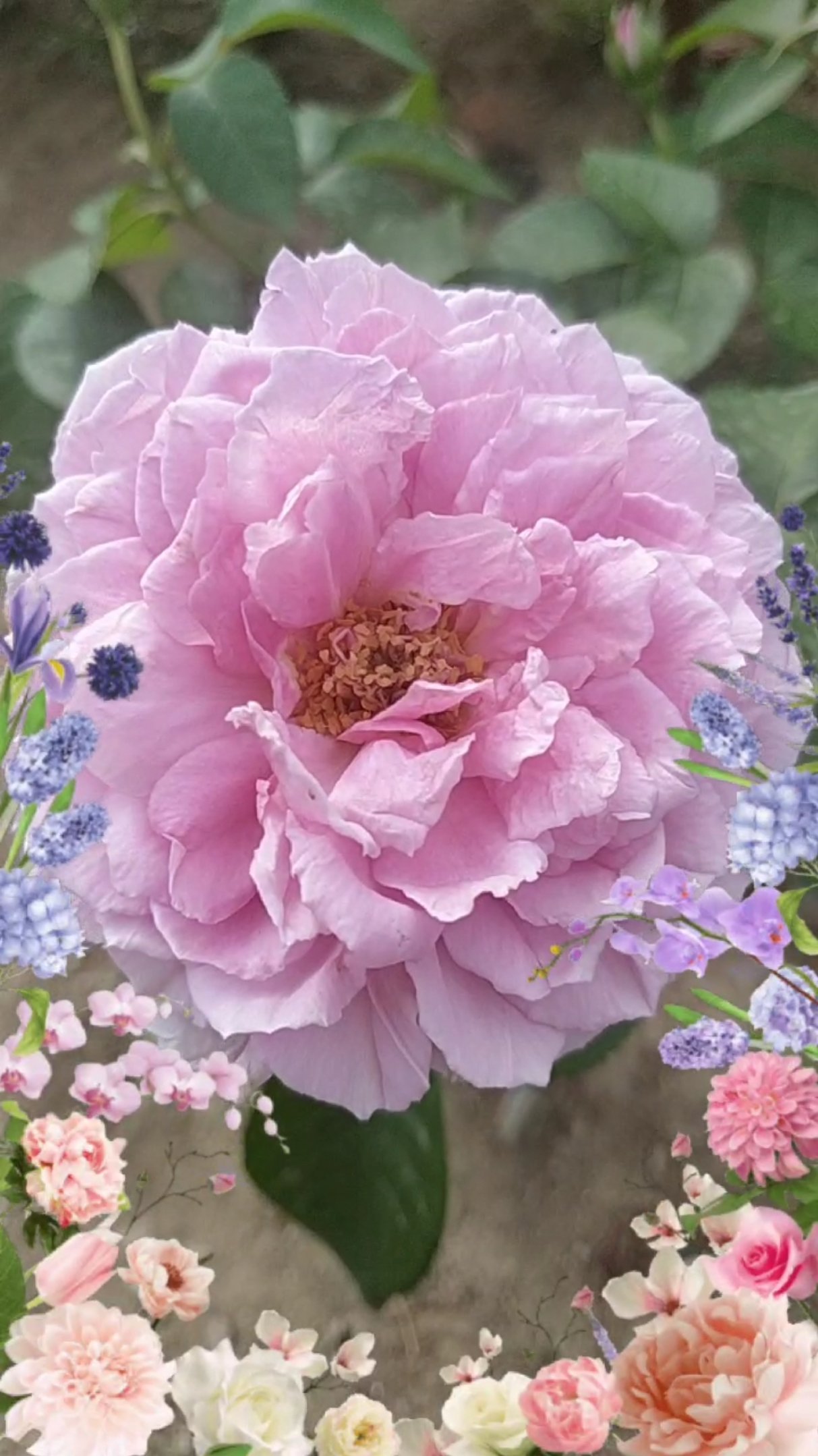 月季花蓝色晴空.