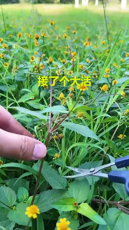 牙痛草这种植物在秋天时开花,叶子与头花的价值很高你