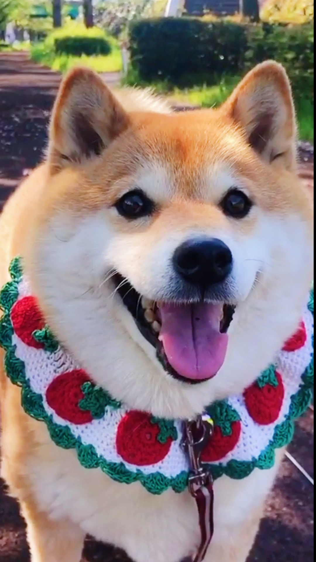 我家萌宠成精了#一出门就觉得自己仙气飘飘?#柴犬