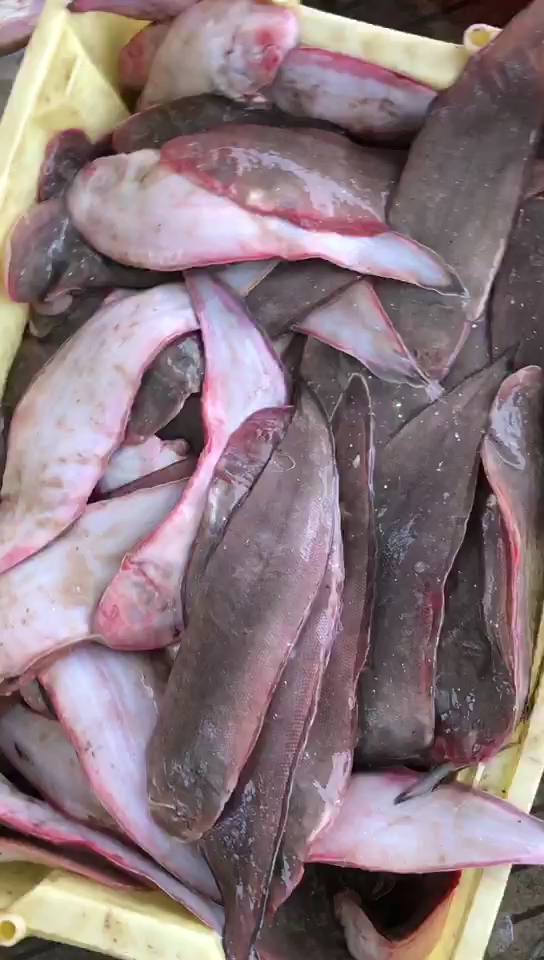 舌尖上的旅行#又有渔船进港了,非常新鲜的野生踏板鱼