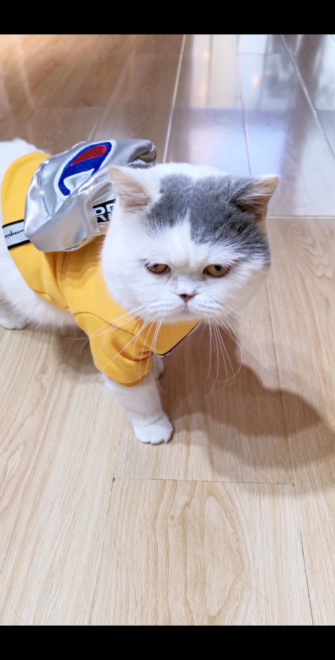 搞笑萌宠#身上穿个貂,人挤就掉毛