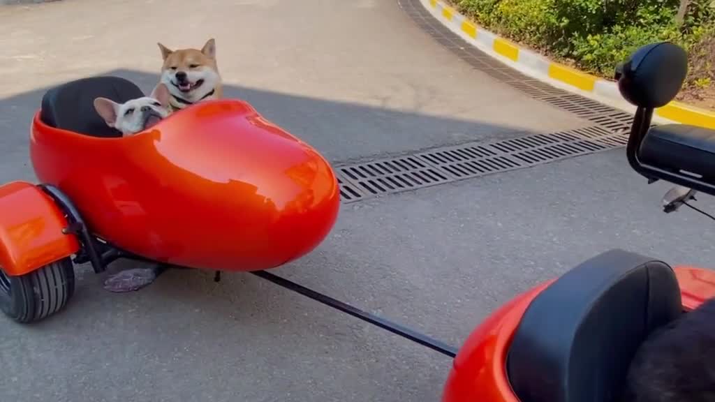 我的电动车经过加装终于可以坐下4只狗了!