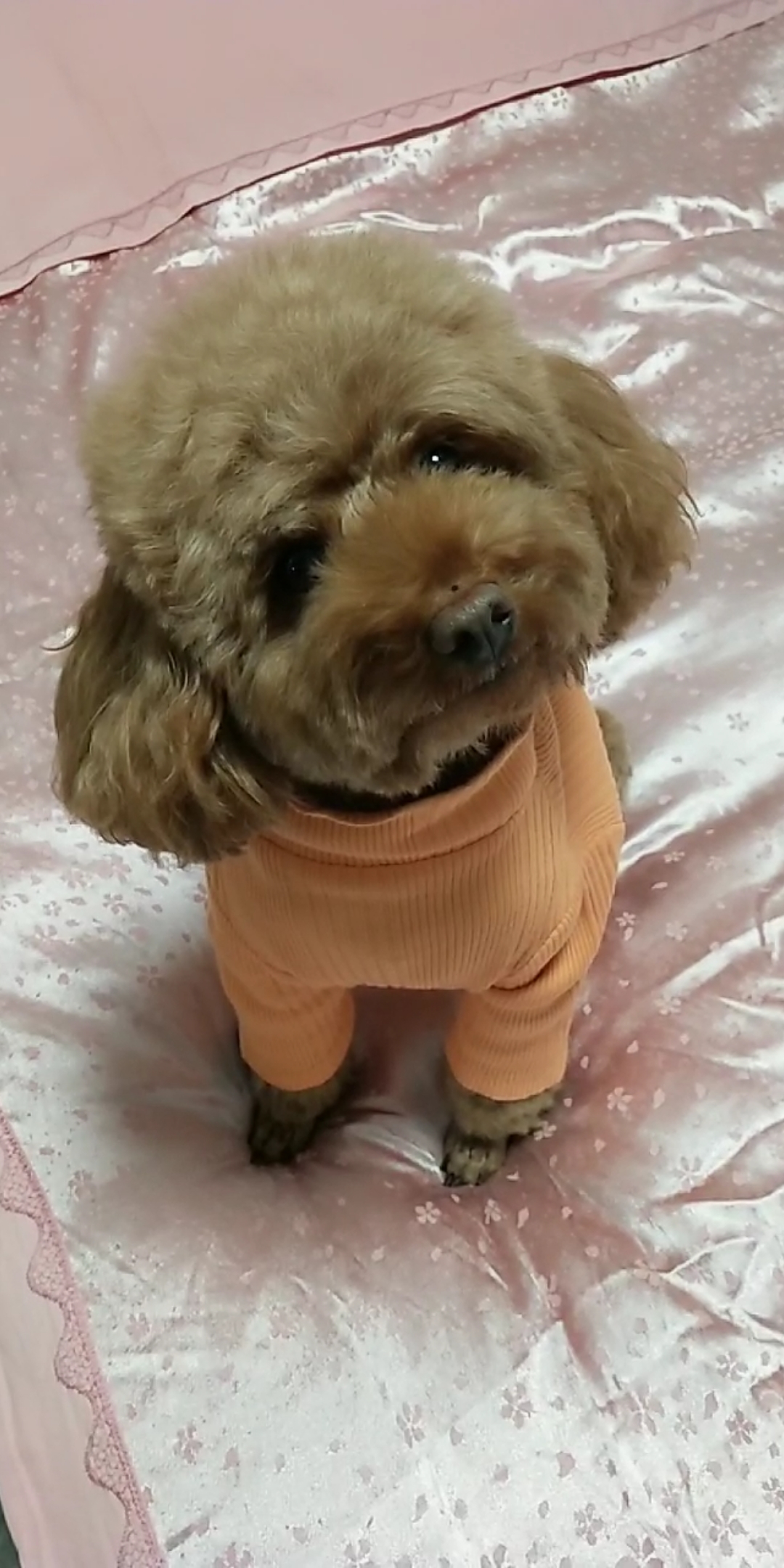 这小毛孩儿长得挺好看,就是爱追人咬人,不听话给它送人.