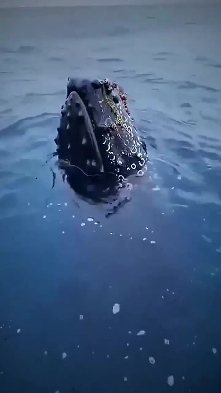 海洋座头鲸靠近人类皮艇,好像在寻求帮助摆脱藤壶困扰世间万物皆有