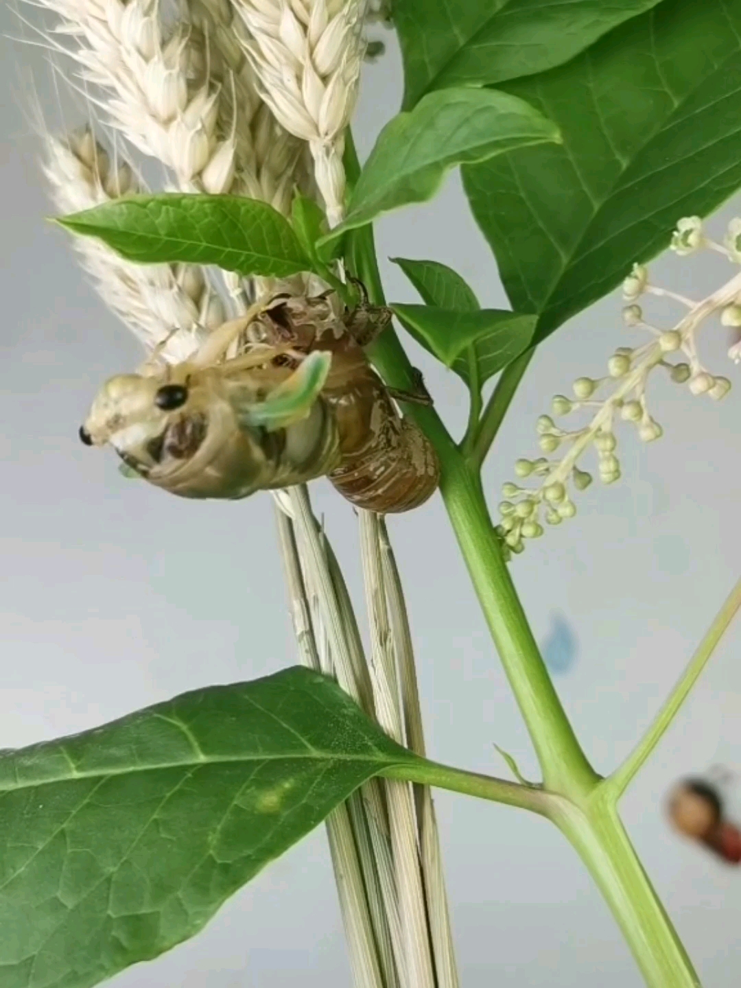 马知了  出来啦!你见过吗?