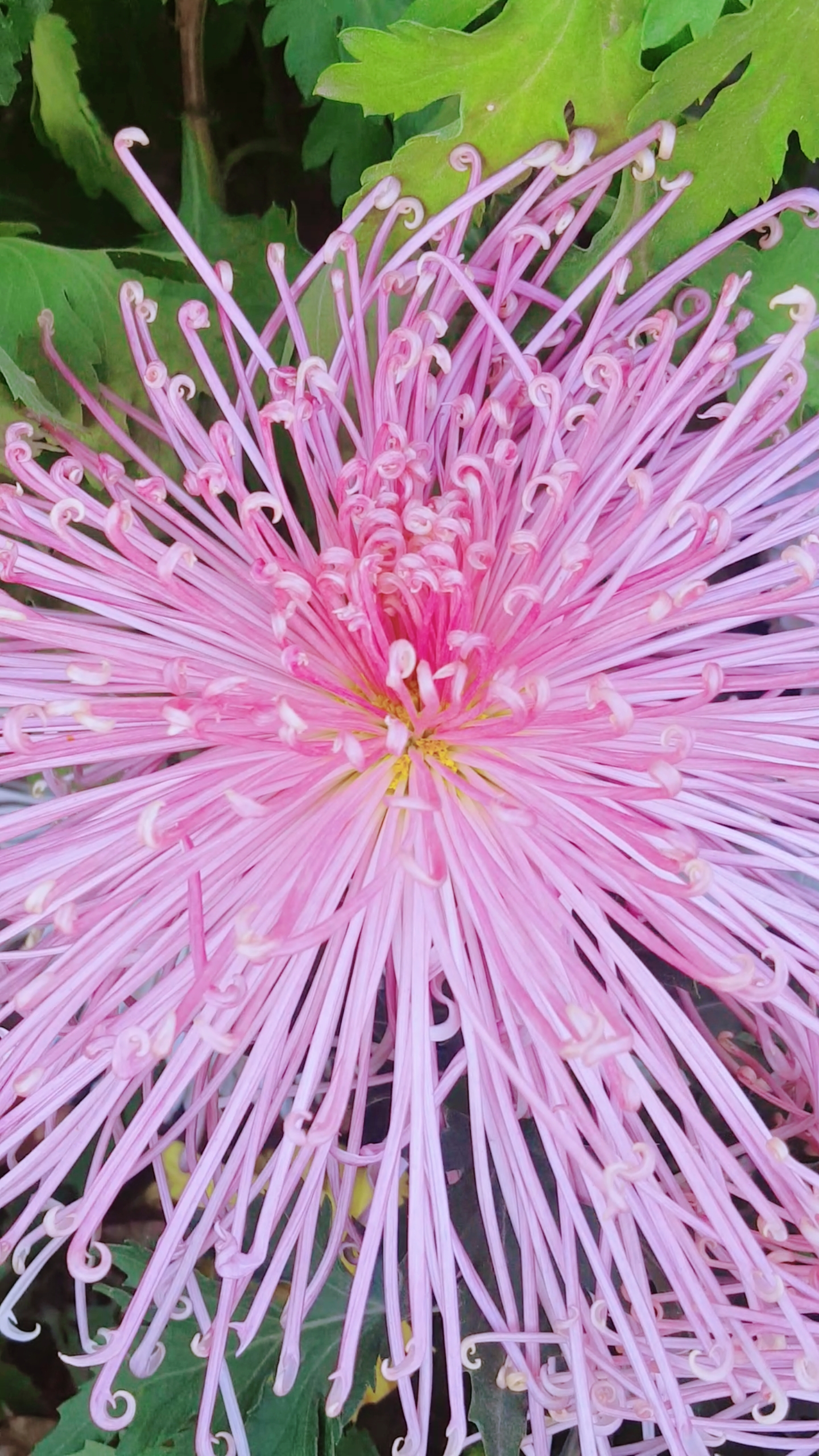 新年游记#漂亮的多种粉色菊花好美呀