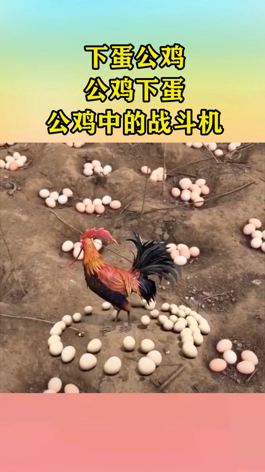 下蛋公鸡,公鸡下蛋,公鸡中的战斗机!