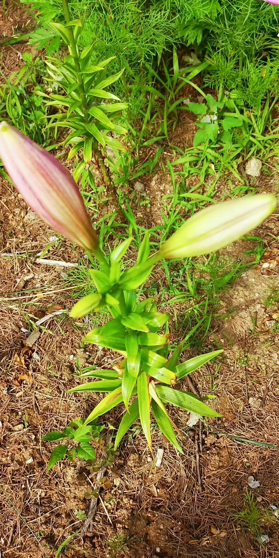 百合花花骨朵图片图片