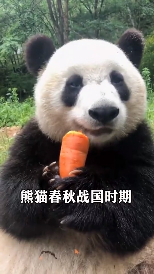 老虎不敢招惹大熊猫?以前的名字太霸道!