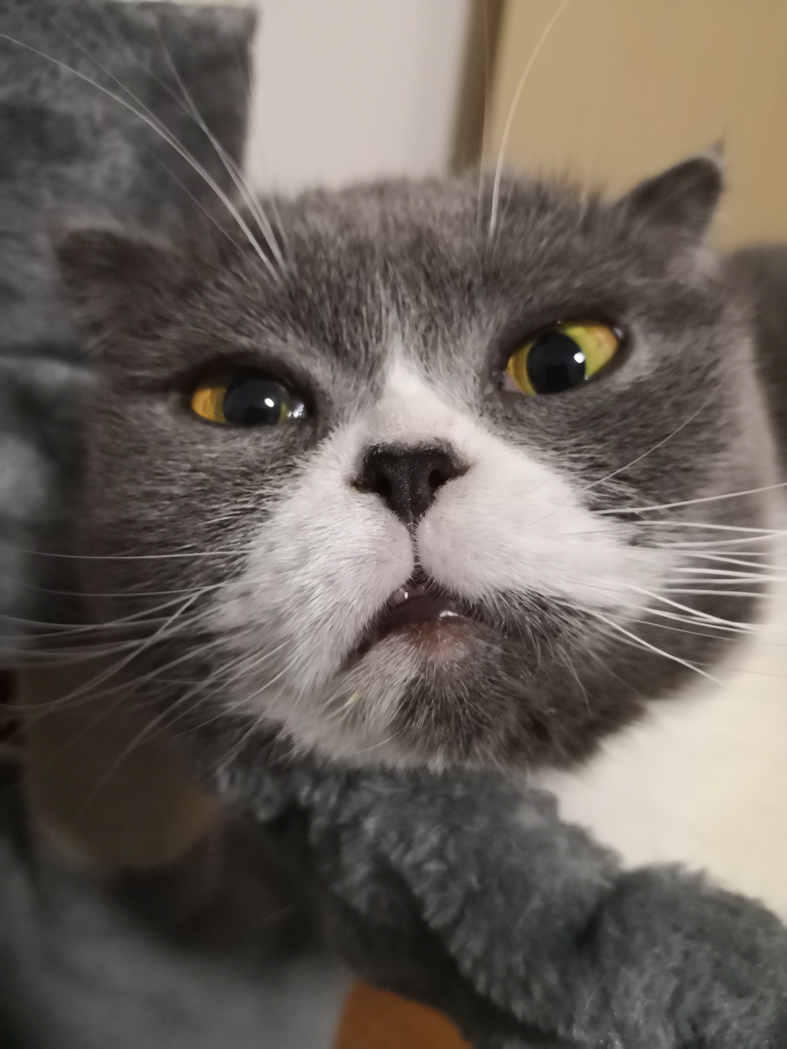 猫大佬美照来一波(ω)