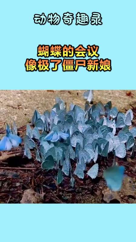 我要上热门#蝴蝶的会议,像极了僵尸新娘