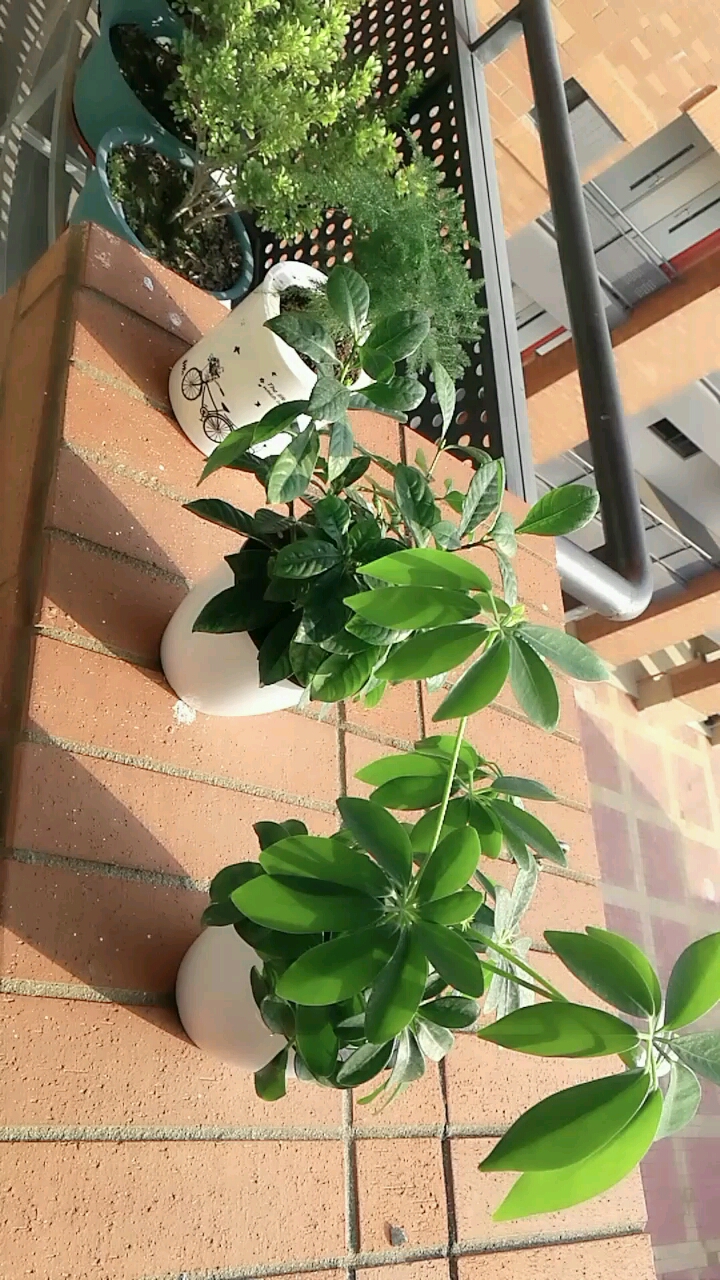 阳光照耀下绿意盎然的小盆栽