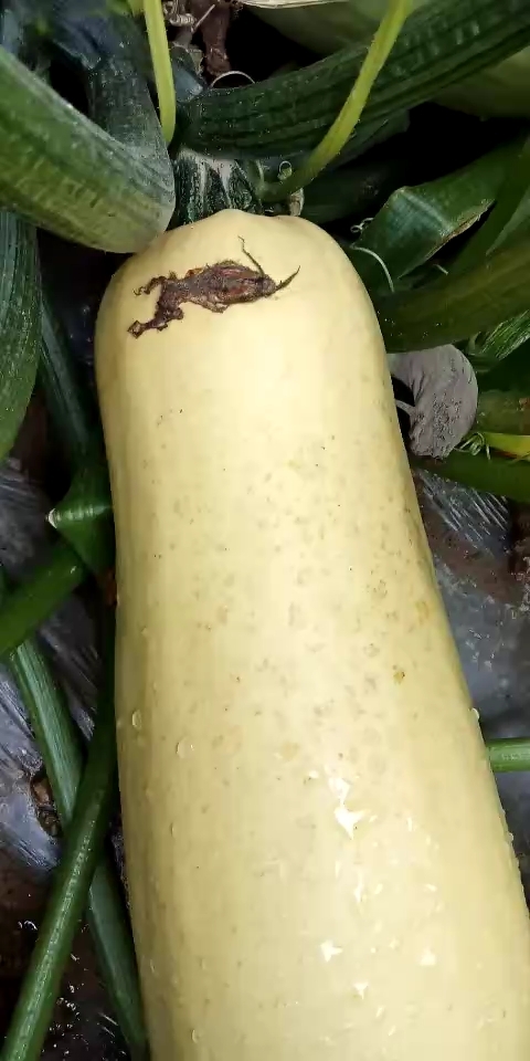 老铁们,见过这么大的菜瓜吗?双击加关注一下,666666