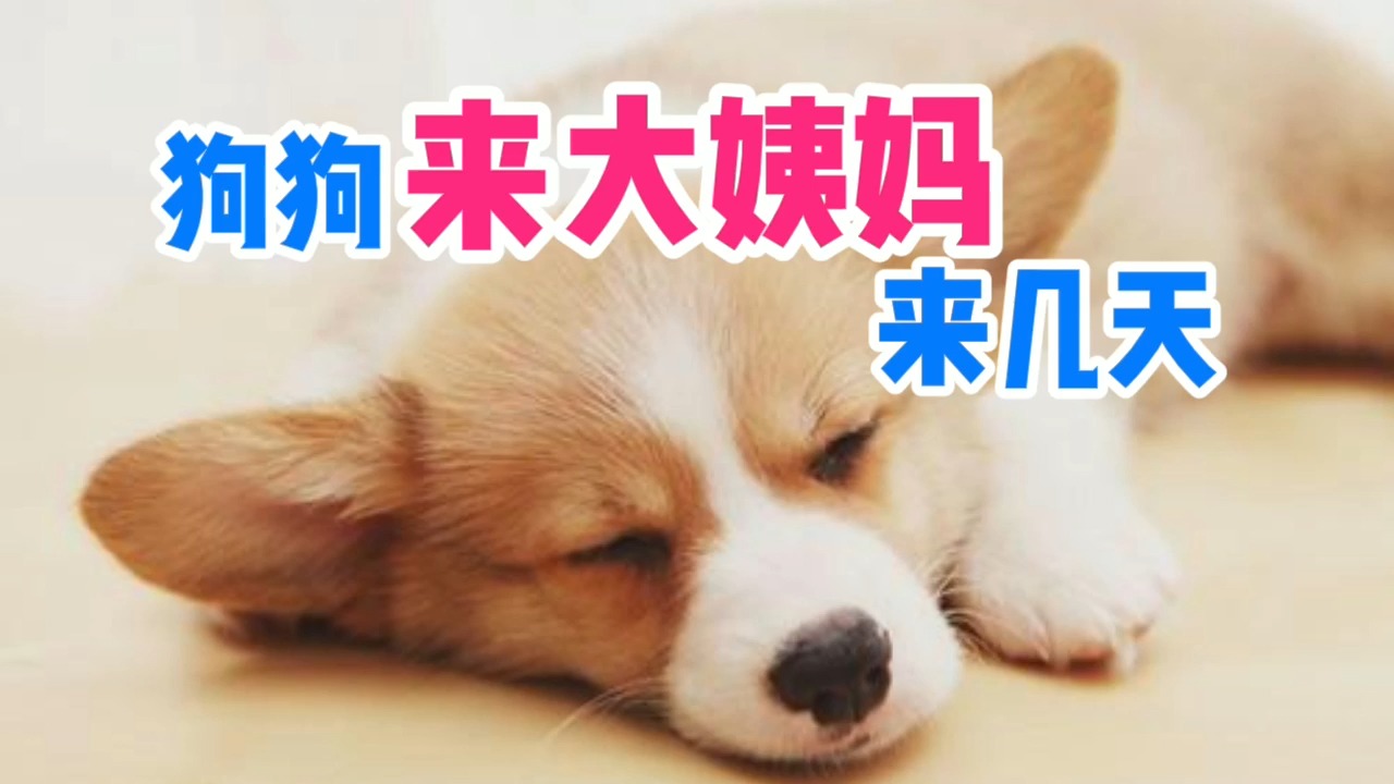 狗狗来大姨妈来几天