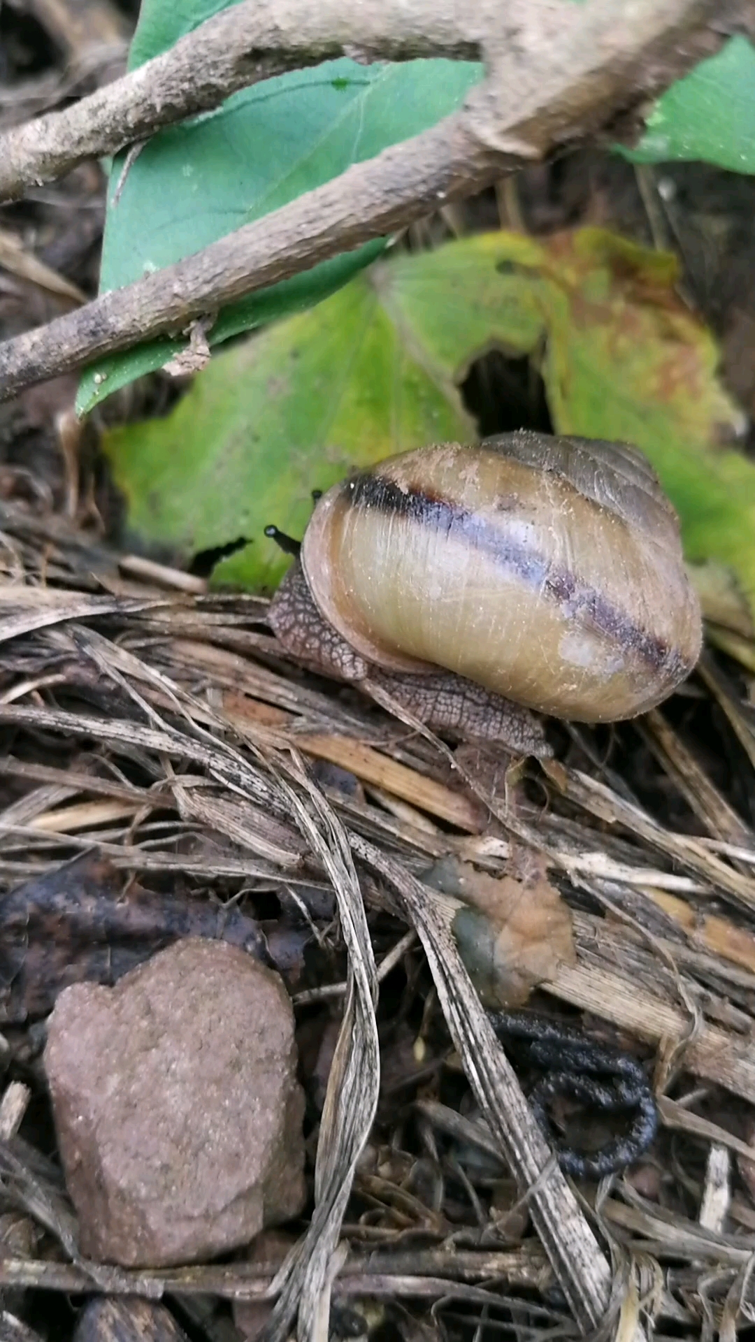 特种山蜗牛,个头不小