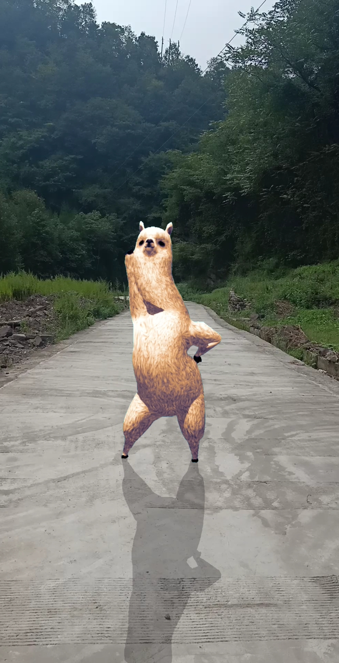 开心扭起来#羊驼也会跳舞,精彩!