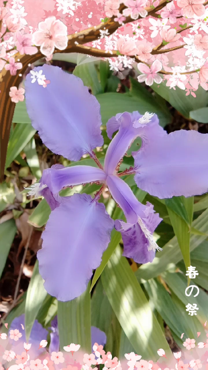 鸢尾花别名扁竹花紫蝴蝶,多年生草本植物!
