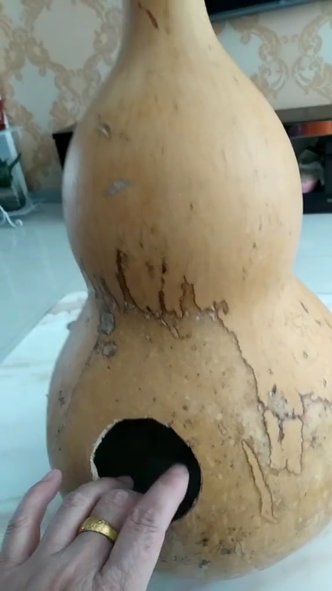 这大葫芦做鸟窝好不好?看它挺喜欢