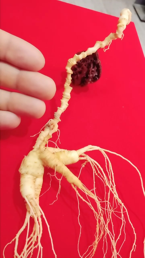 十指芦头带子参母子参一苗