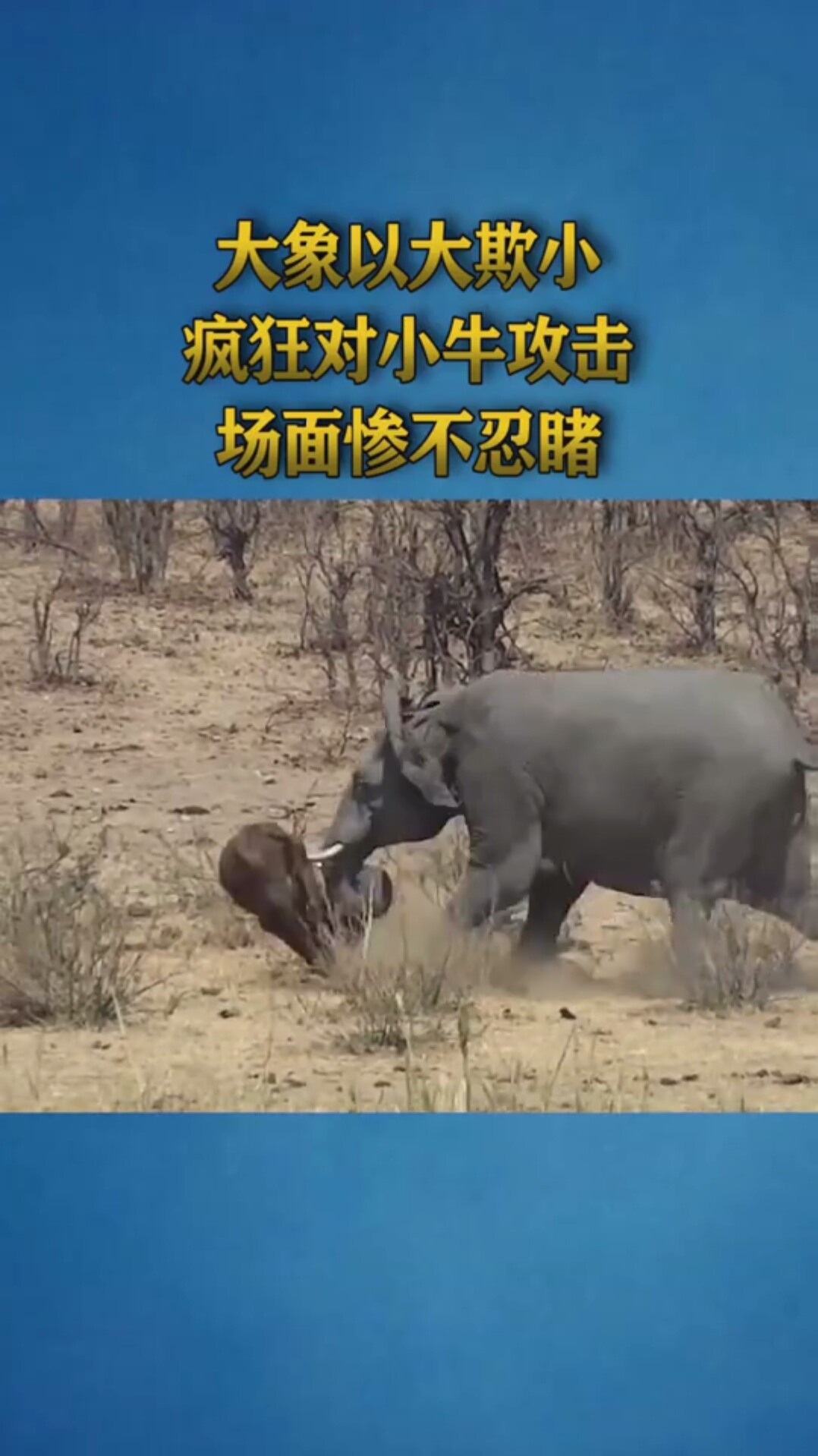 大象以大欺小,疯狂对小牛公鸡,场面惨不忍睹!