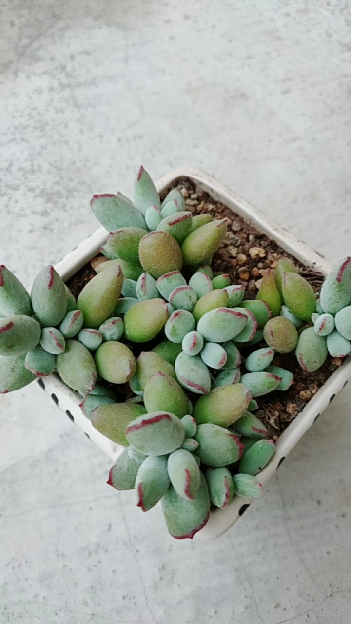 #可爱到爆了#精灵豆福娘